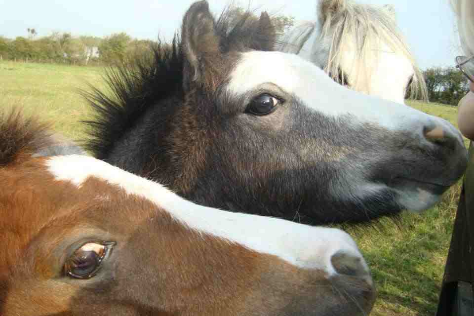 2011_foals_gallery.jpg